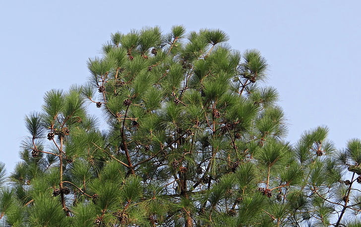 modrá borovice, kužel, borovice himálajská, Bhútán borovice, Pinus wallichiana, Pinaceae, Pinus excelsa
