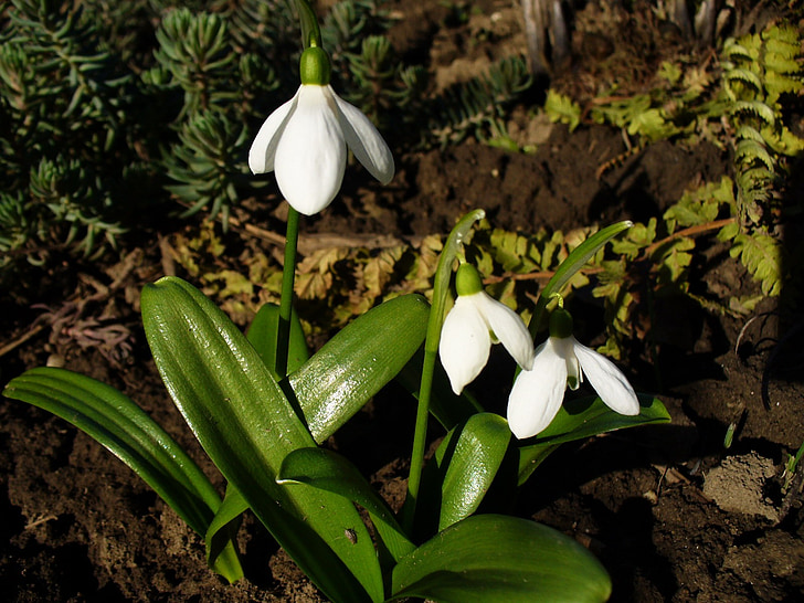 άνοιξη, λουλούδι, λευκόιο