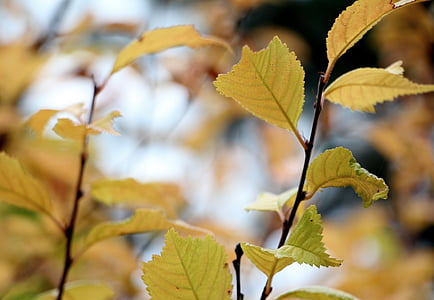 jeseni, listi, padec, narave, listov, rumena, Jesenski listi
