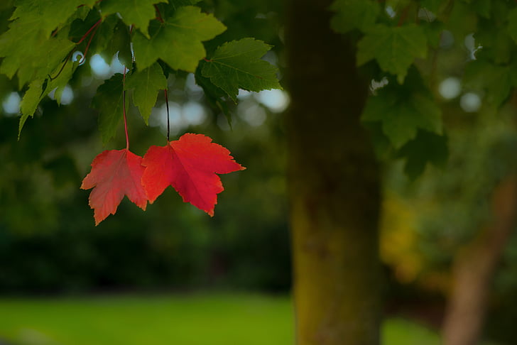 Одинокий, красный, листья, только, сезон, Осень, пейзаж