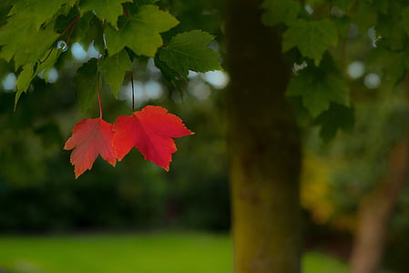 lonely, red, leafs, alone, season, autumn, landscape