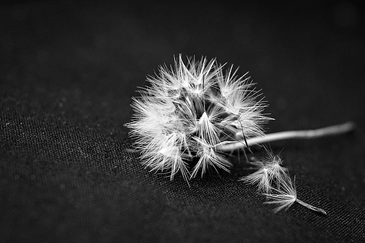 black-and-white, close-up, color, dandelion, dandelion seeds, delicate, flora