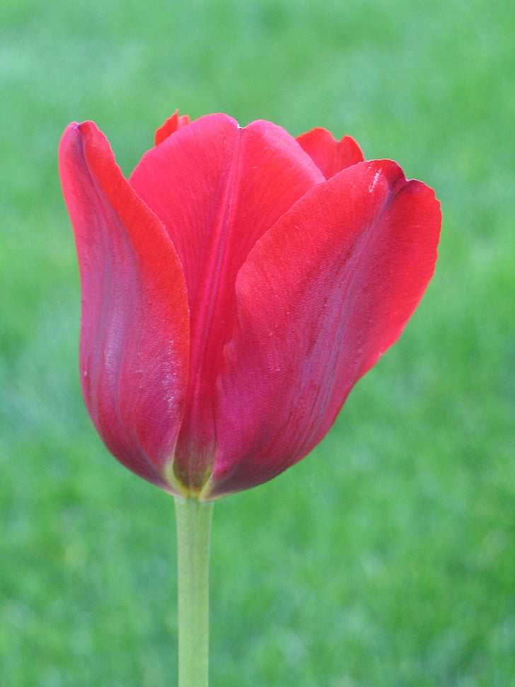 Tulip, hierba, primavera, rojo, floración, primavera, jardinería