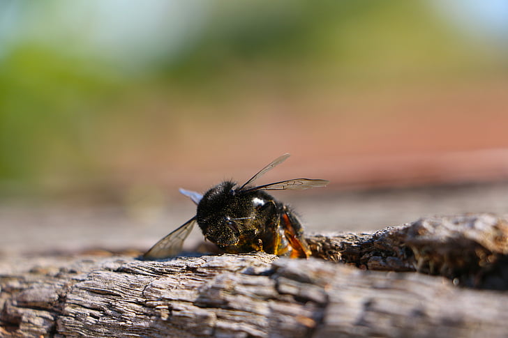 insect, hummel, wing, log