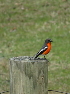 orange, à poitrine, Robin, oiseau, faune, Couleur, plumage