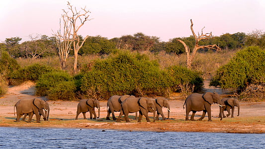 Botswana, Chobe, elefante, luz de noche, animales en la naturaleza, fauna silvestre, animal