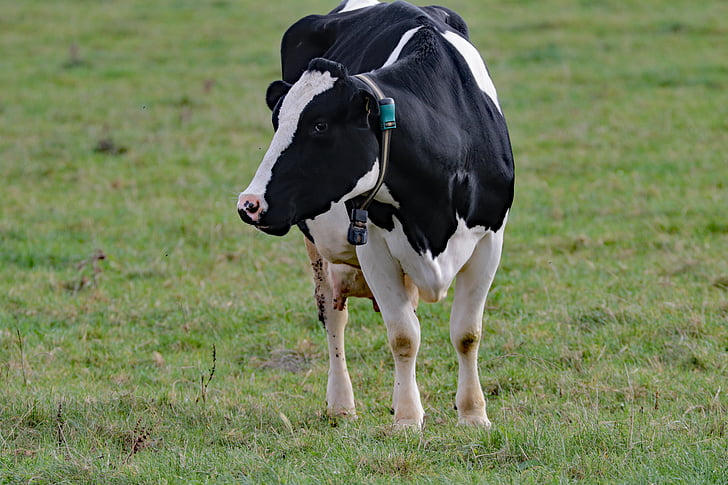 krava, mlieko, farma, zviera, mliečne výrobky, hovädzí dobytok, poľnohospodárstvo