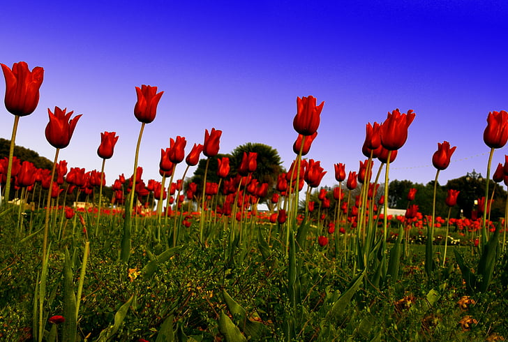 tulipán rojo, campo, verde, flor, Inglaterra, color, energía