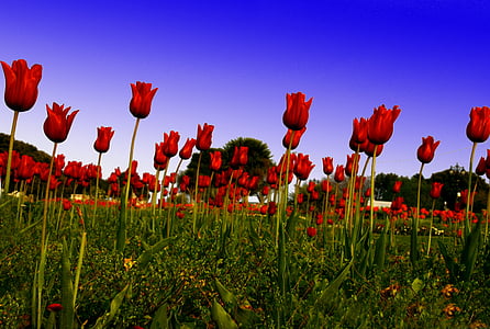 rød tulip, feltet, grønn, blomst, England, farge, strøm