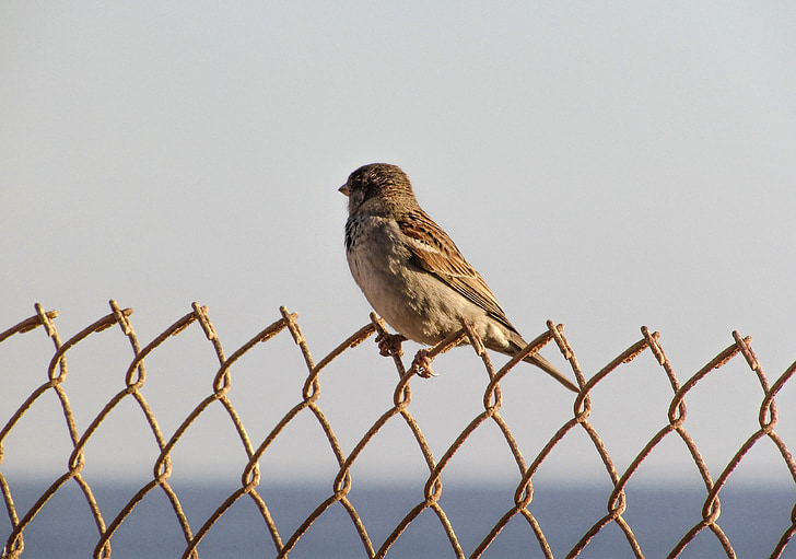 Sparrow, drát, pták, sedící, Odpočívající, Příroda, plot