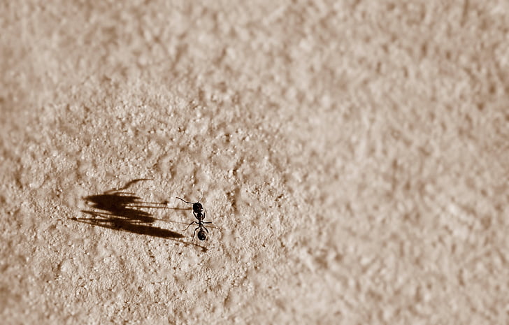 Mravec, tieň, veľký, malé, metafora, malý, dojem