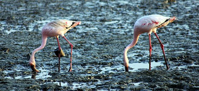 Flamingos, linnud, söömine, maa, sewri, India