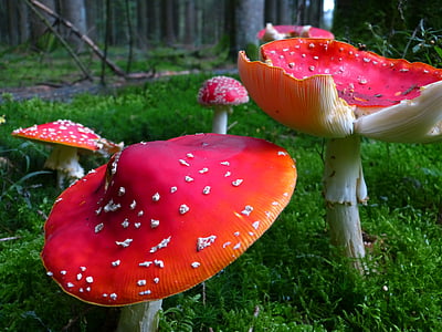 飞金顶, 蘑菇, 蘑菇, 红色飞木耳蘑菇, 有毒, 发现, 秋天