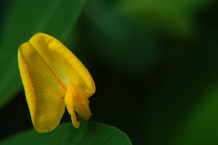 microphotographing, macro, flowers, yellow flower, leaves, green, photography macro