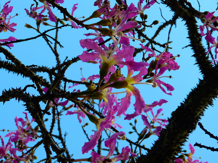 Kapok-Baum, Ceiba pentandra, Pochote, Stamm, stachelige, Bäumchen, Blüte