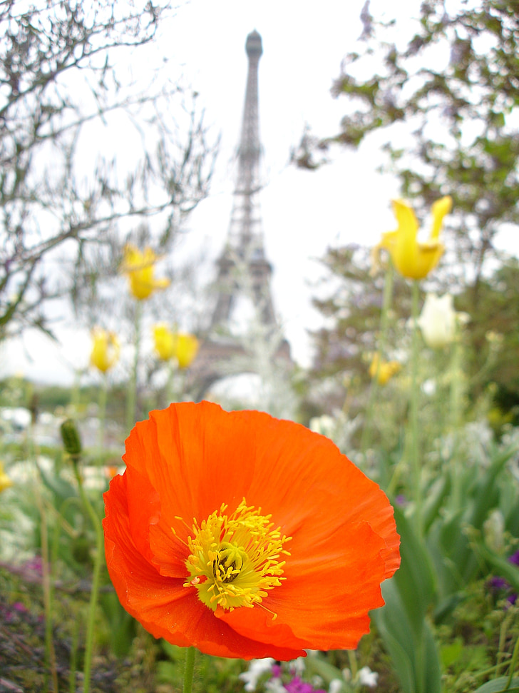 coquelicot, Paris, rouge, Tour Eiffel, fleur, tour