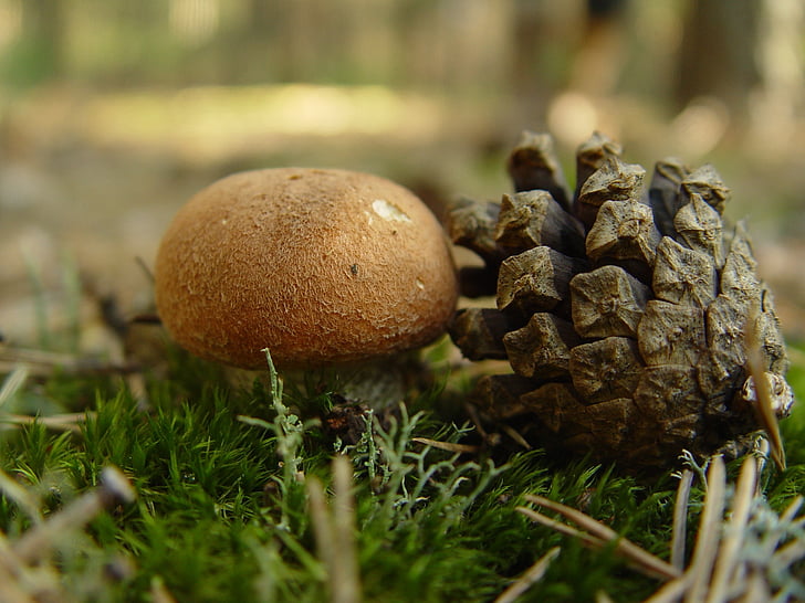 mushroom, pine cone, nature, forest