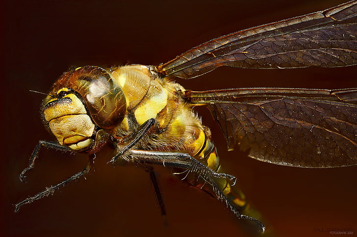 Fotografía, amarillo, libélula, error, macro, insectos, libélula emperador