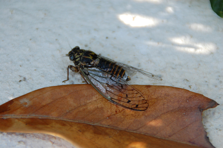 insekter, Cicada, södra