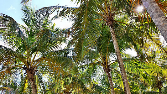 palma, palme, palm, coconuts