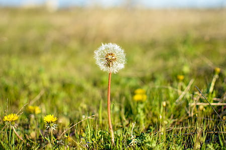 closeup, photo, dandelion, flower, daytime, grass, field
