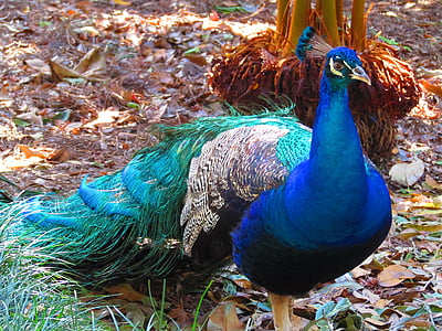 paon, oiseau, bleu, nature, plume, queue, coloré
