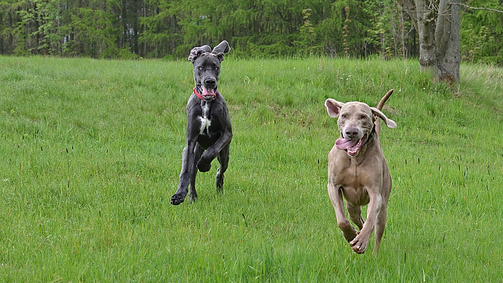 jooksvad koerad, weimaraner, Saksa dogi