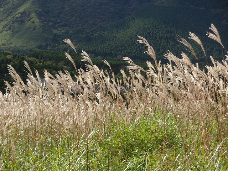 herba de plata japonès, tardor, muntanya, planta, natural, turó, paisatge