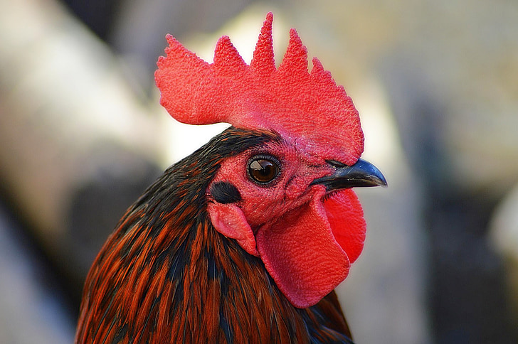 gallo, pollame, cortile, Addio al nubilato, natura, Creta, becco