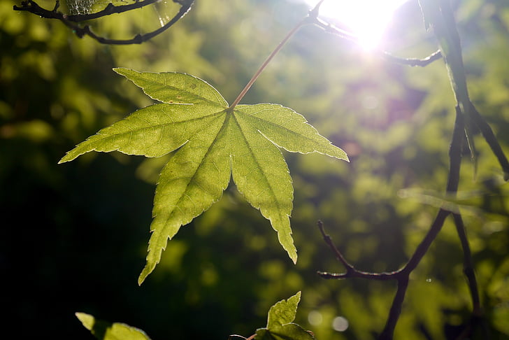 lá, Maple, mặt trời, ánh sáng, màu xanh lá cây, mùa hè, mùa xuân