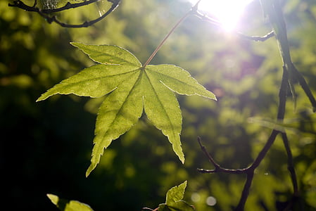folha, Maple, sol, luz, verde, Verão, Primavera