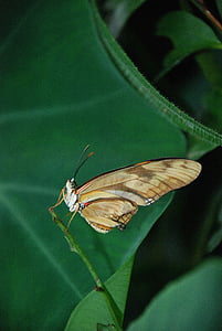 Dryas julia en julia longwing, Orange, fjäril, bugg, insekt, Caterpillar, naturen