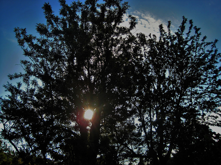 solen genom grenar, träd, grenar, mörka, solen, ljusa, glänsande