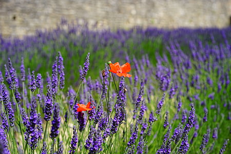 Lavendel lilled, sinine, lilled, lilla, dunkellia, Violet, Poppy