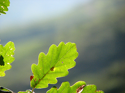 oak leaf, green, structure, leaf, oak, oak leaves, light green