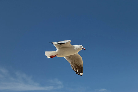 Seagull, vliegende vogels, hemel