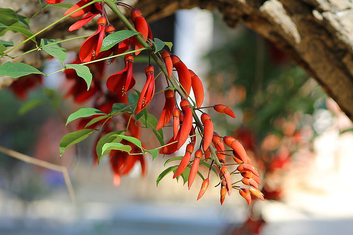 flowers, spring, tree, nature, garden