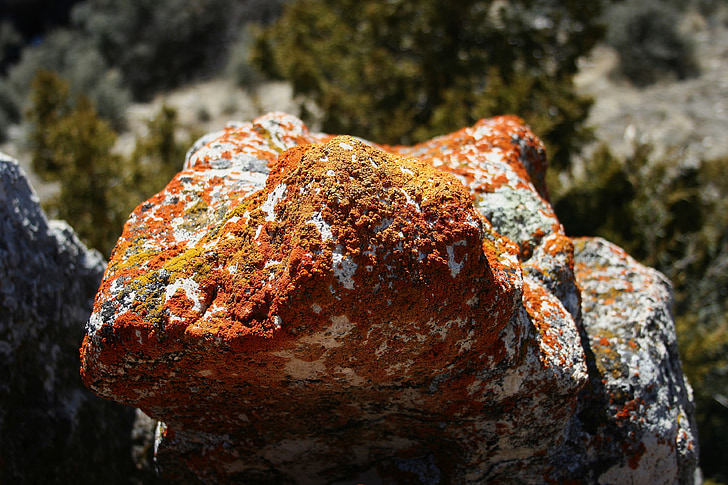 Lichen, Boulder, Rock, sten, klippeformation, svampe