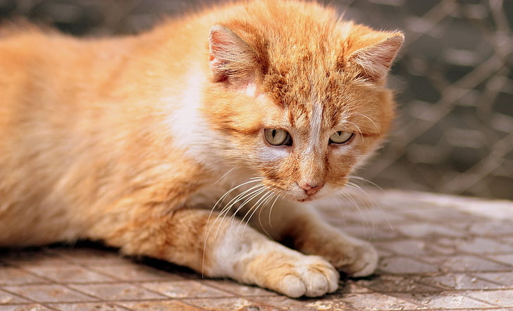 con mèo, màu da cam, màu vàng, màu xanh lá cây mắt, chân dung