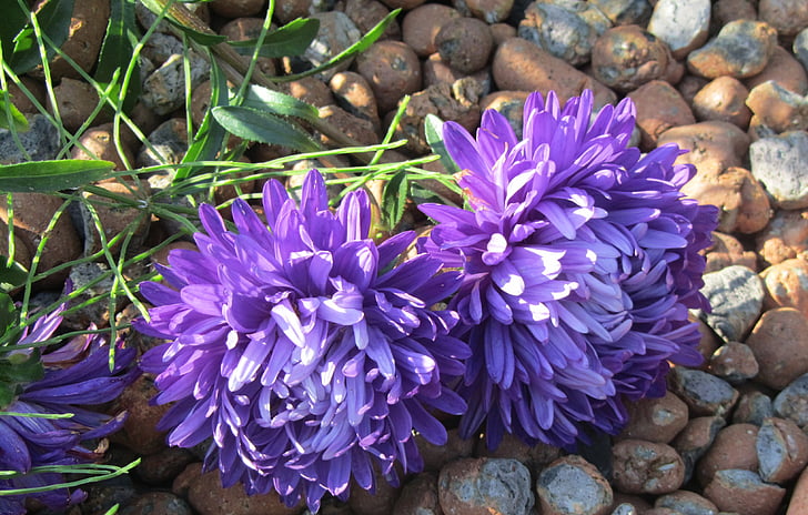 asters, fleurs, Purple, Closeup, nature, plante, fleur