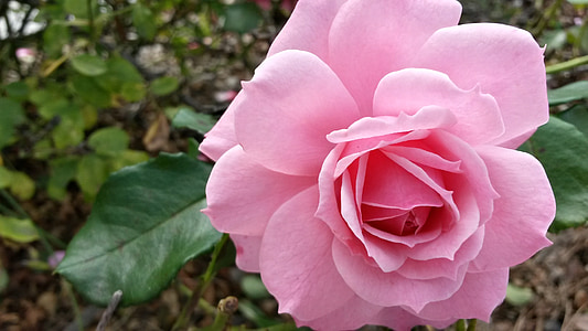 Rosa, bunga, merah muda, alam