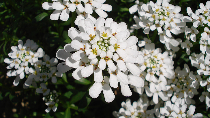 ดอกไม้, ฤดูใบไม้ผลิ, สีขาว, กลีบ, กลีบดอกสีขาว, บ้านและสวน, สวน