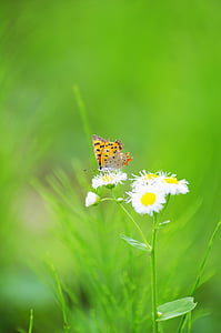 butterfly, flowers, dandelion, bug, white flowers, insect, natural