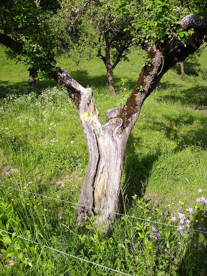 tree, old, nature, wood, meadow