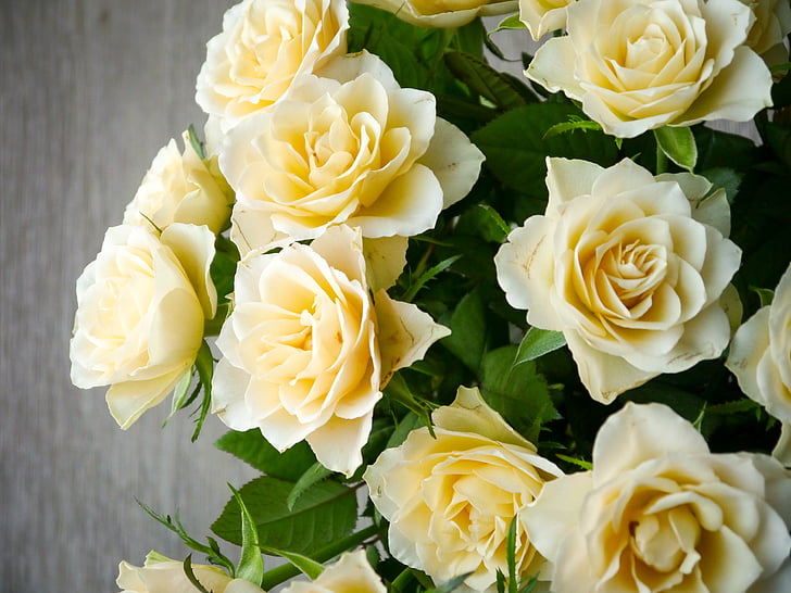 rožės, Rožių puokštė, puokštė, balta, geltona, vaizdas iš viršaus, Romantiškas