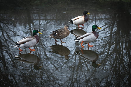 патици, зеленоглава патица, дива природа, животните, птица, тазгодишното, езеро