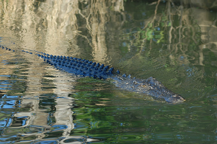 krokodil, Australien, Kakadu nationalparken, Lichtspiel