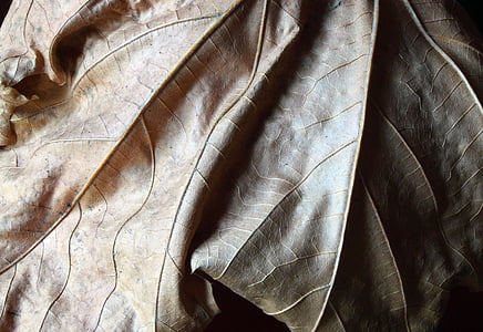 Leaf, suché, Príroda, jeseň, tieň, pozadia, detail
