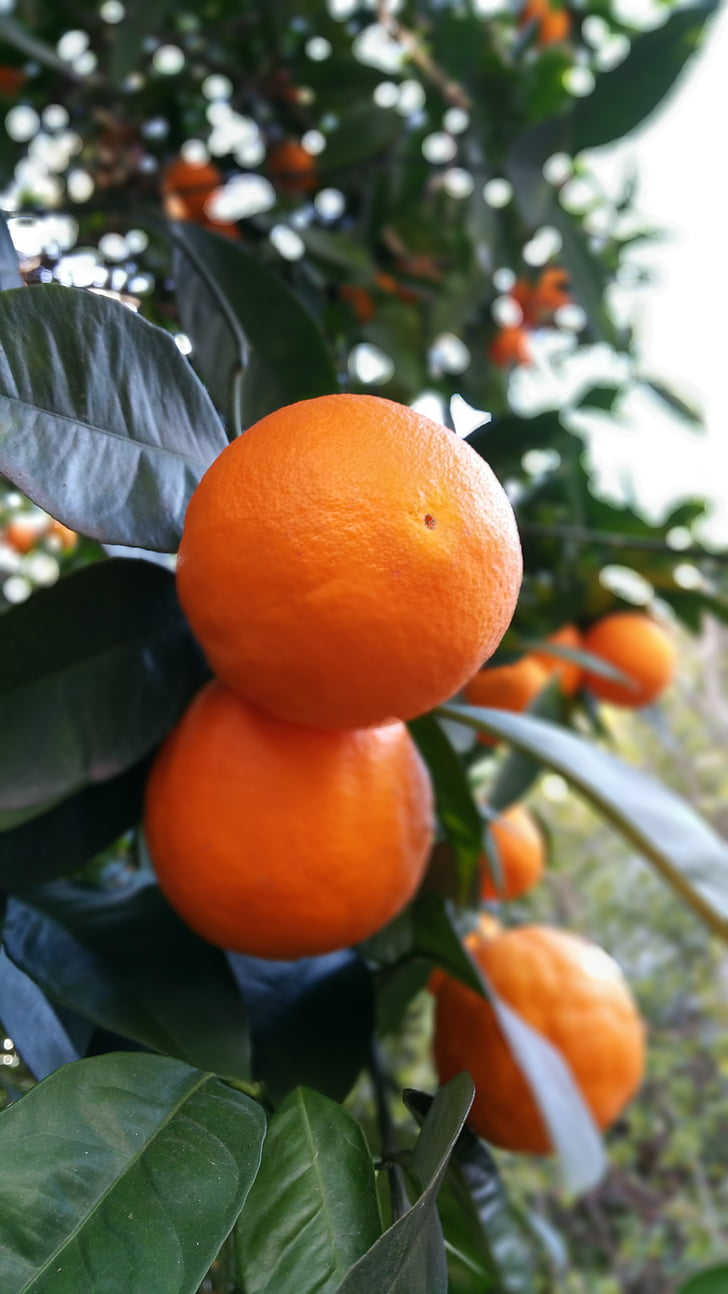 Orange, primavara, natura