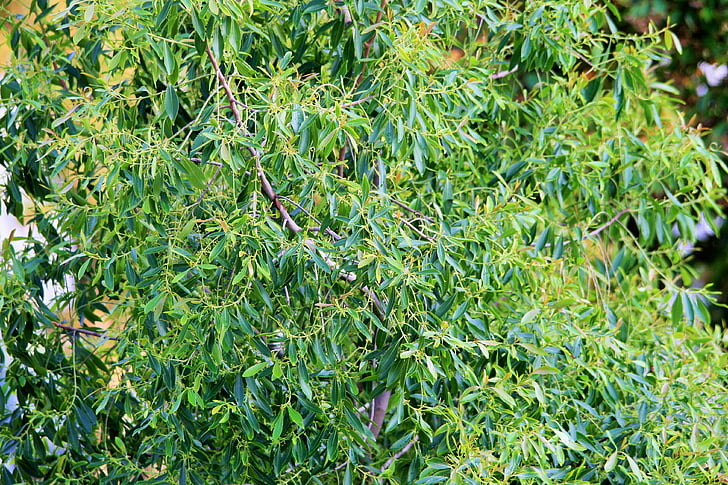 arbore de ceai balan pe, copac, Bushman pe ceai, verde, frunziş, frunze, Slim